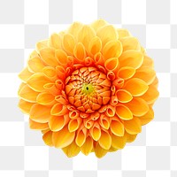 Yellow dahlia png collage element, transparent background