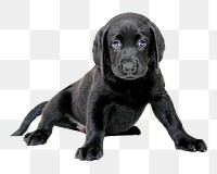 PNG cute puppy, collage element, transparent background