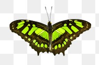 Green butterfly png collage element, transparent background