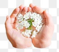 Flower png cupping hands, transparent background