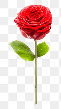 PNG red rose, collage element, transparent background