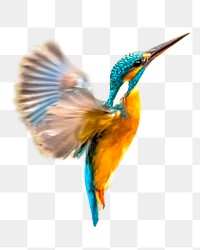 Hummingbird png collage element, transparent background