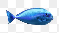 Blue tang fish png, transparent background