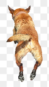 Jumping brown fox png collage element, transparent background