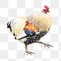 White chicken png, transparent background