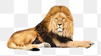 Lion png collage element, transparent background