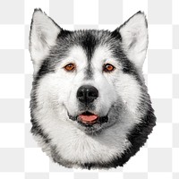 Siberian Husky face png collage element, transparent background