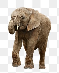 PNG Elephant, collage element, transparent background