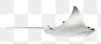 PNG Stingray design element, transparent background