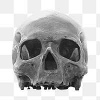 Human skull png, transparent background