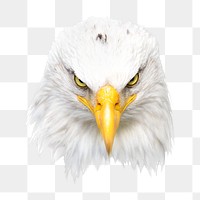 Bald eagle png, transparent background