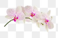 PNG pink flower, collage element, transparent background