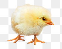 PNG chicken, collage element, transparent background