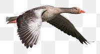 PNG Flying greylag goose design element, transparent background