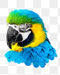 Macaw png collage element, transparent background