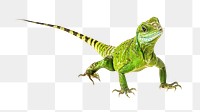 PNG Chinese water dragon collage element, transparent background