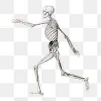 Human skeleton png collage element, transparent background