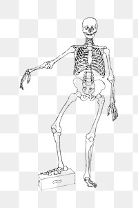 Human skeleton png collage element, transparent background