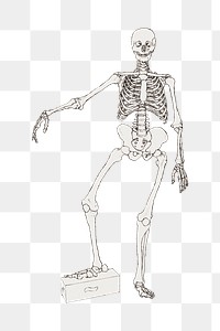 Human skeleton png collage element, transparent background