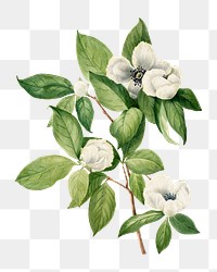 PNG white flower, collage element, transparent background