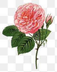 PNG Pink rose, vintage French flower illustration on transparent background  by François-Frédéric Grobon. Remixed by rawpixel.