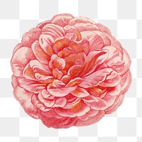 PNG Pink rose, vintage French flower illustration on transparent background  by François-Frédéric Grobon. Remixed by rawpixel.