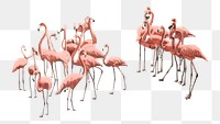PNG flamingo birds vintage illustration on transparent background. Remixed by rawpixel. 