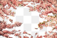 PNG vintage cherry blossoms frame, chromolithograph art, transparent background. Remixed by rawpixel. 