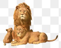 PNG lions vintage illustration on transparent background. Remixed by rawpixel. 