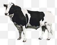 PNG dairy cattle vintage illustration on transparent background. Remixed by rawpixel. 