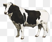 PNG dairy cattle vintage illustration on transparent background. Remixed by rawpixel. 