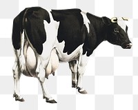 PNG dairy cattle vintage illustration on transparent background. Remixed by rawpixel. 