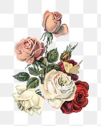 Vintage roses chromolithograph art, transparent background. Remixed by rawpixel. 