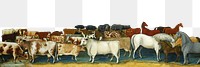 PNG livestock vintage illustration on transparent background. Remixed by rawpixel.