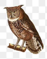 PNG owl vintage illustration on transparent background. Remixed by rawpixel. 