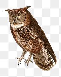 PNG owl vintage illustration on transparent background. Remixed by rawpixel. 