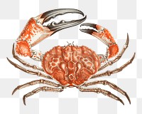 PNG crab vintage illustration on transparent background. Remixed by rawpixel. 