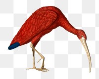 PNG ibis bird vintage illustration on transparent background. Remixed by rawpixel. 