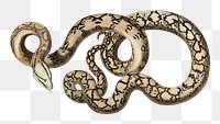 PNG snake vintage illustration on transparent background. Remixed by rawpixel. 