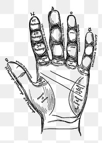 Human palm png vintage illustration, transparent background. Remixed by rawpixel. 