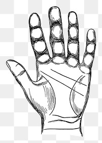 Human palm png vintage illustration, transparent background. Remixed by rawpixel. 