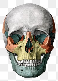 Human skull png vintage illustration, transparent background. Remixed by rawpixel. 