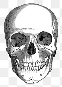 Human skull png vintage illustration, transparent background. Remixed by rawpixel. 