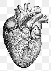 Human heart png vintage illustration, transparent background. Remixed by rawpixel. 