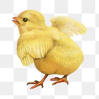 PNG chick vintage illustration on transparent background. Remixed by rawpixel. 