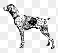 PNG Braque Français dog vintage illustration on transparent background. Remixed by rawpixel. 