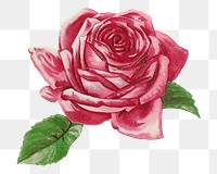 PNG vintage pink rose, chromolithograph art, transparent background. Remixed by rawpixel. 