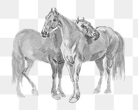 PNG horses vintage illustration on transparent background. Remixed by rawpixel. 