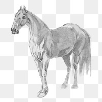 PNG horse vintage illustration on transparent background. Remixed by rawpixel. 