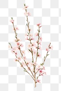 PNG Peach blossoms flower, vintage illustration by John William Hill, transparent background. Remixed by rawpixel.